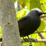 Mandarin aux pates palmées