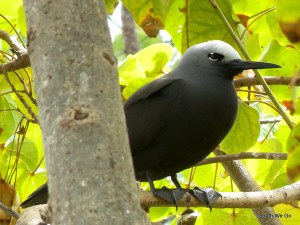 Mandarin aux pates palmées