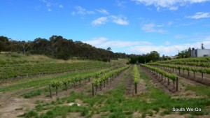 Vignobles de la valée de Clare
