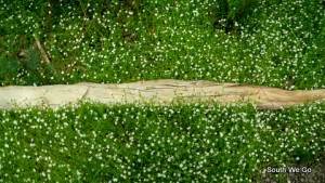 La nature reprend ses droits